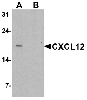 CXCL12 Antibody