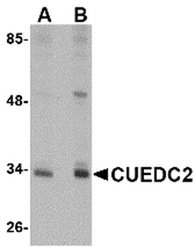 CUEDC2 Antibody