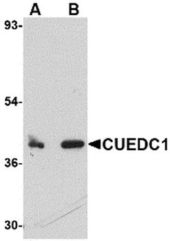 CUEDC1 Antibody