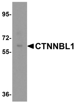 CTNNBL1 Antibody