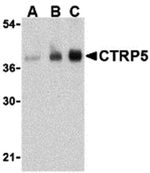 CTRP5 Antibody