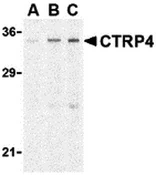 CTRP4 Antibody