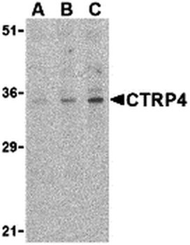 C1QTNF4 Antibody