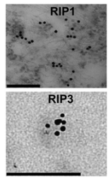 RIP3 Antibody