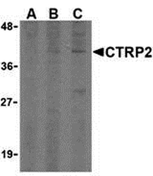 C1QTNF2 Antibody