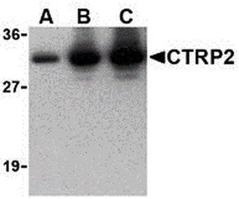 C1QTNF2 Antibody