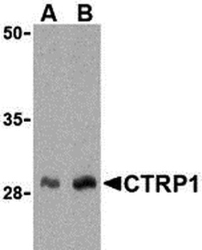 C1QTNF1 Antibody