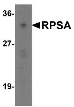 RPSA Antibody