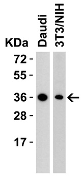 RSPO1 Antibody