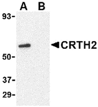 CRTH2 Antibody