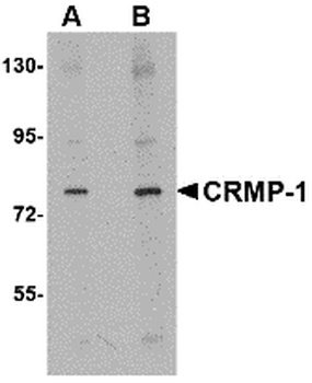 CRMP1 Antibody