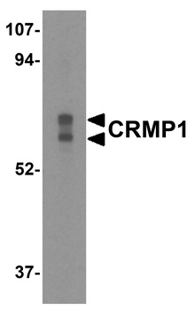 CRMP1 Antibody