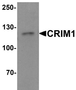 CRIM1 Antibody
