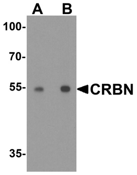 CRBN Antibody