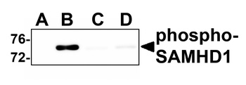 SAMHD1 (phospho Thr592) Antibody