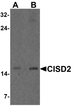 CISD2 Antibody