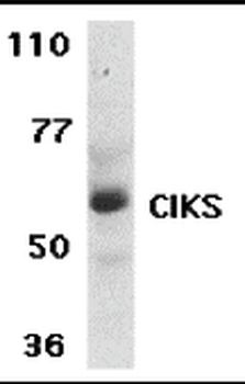 TRAF3IP2 Antibody