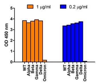 SARS-CoV-2 (COVID-19) Spike 681P Antibody