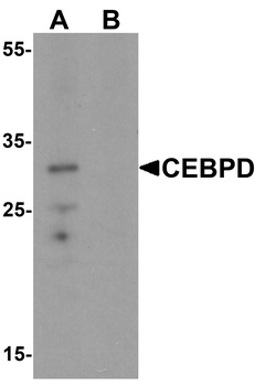 CEBPD Antibody