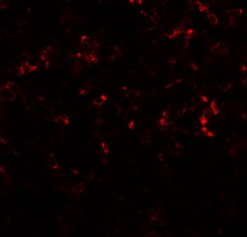 CEBPD Antibody
