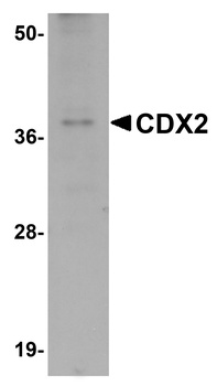 CDX2 Antibody