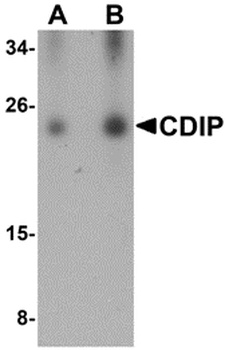 CDIP1 Antibody