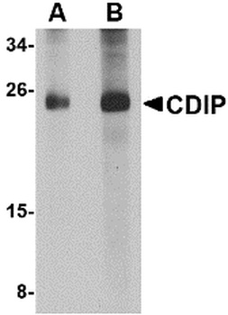 CDIP1 Antibody