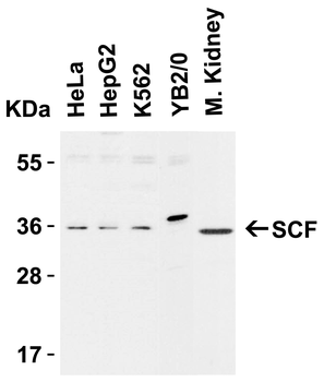 SCF Antibody