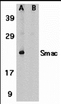 Smac Antibody