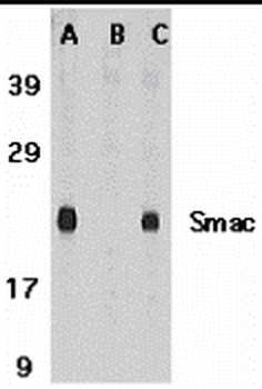 Diablo Antibody