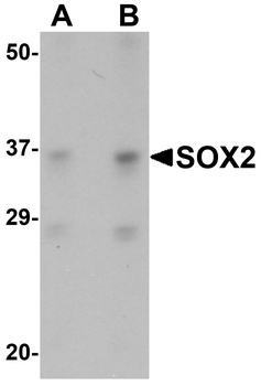 SOX2 Antibody