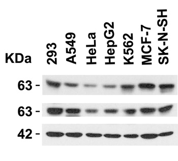 SPTLC2 Antibody