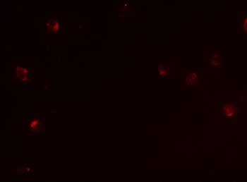 CD160 Antibody