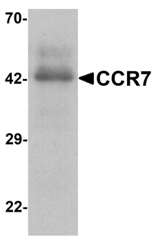 CCR7 Antibody