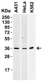 TNFSF11 Antibody