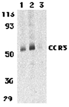 CCR3 Antibody