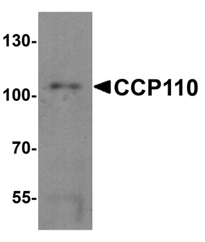 CCP110 Antibody