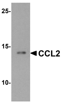 CCL2 Antibody
