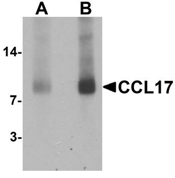 CCL17 Antibody