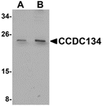 CCDC134 Antibody