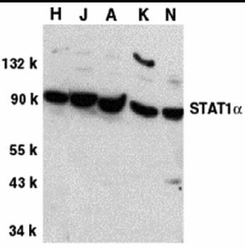 STAT1 alpha Antibody
