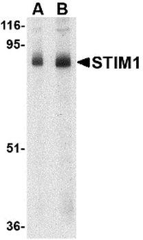 STIM1 Antibody