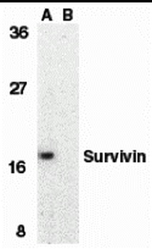 BIRC5 Antibody