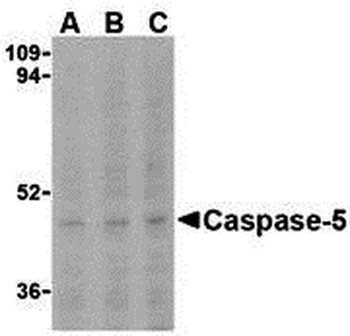 CASP5 Antibody