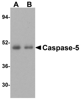 CASP5 Antibody