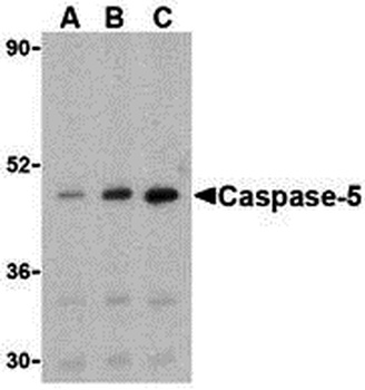 CASP5 Antibody