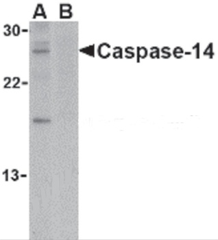 Casp14 Antibody