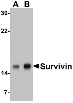 BIRC5 Antibody