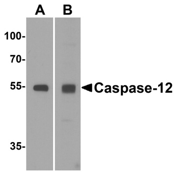 Caspase-12 Antibody