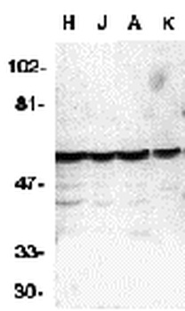 CASP10 Antibody